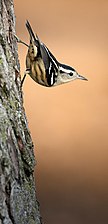 Black-and-white warbler in Prospect Park. By Barbara Schelkle.