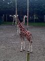 Girafes