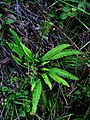 Blechnum spicant