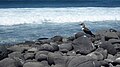 (Sula nebouxii) Blue footed Booby on North Seymour Island Galapagos