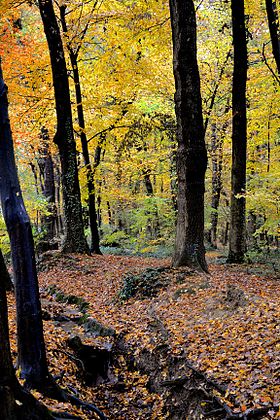 Image illustrative de l’article Bois de la Bâtie