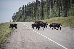 Bison on the Alaska Highway