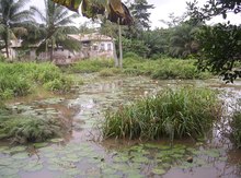 A house in a swampy area.