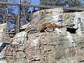 Uma recreação das montanhas rochosas, com um cougar na jaula.