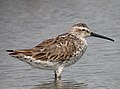 Calidris himantopus