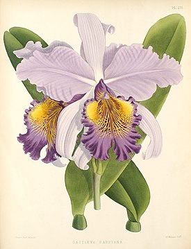 Cattleya Hardyana