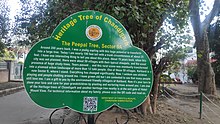 Chandigarh Heritage Tree at sector 9A