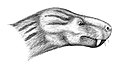 Charassognathus