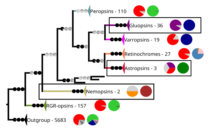 Most chromopsins have also the retinal binding lysine except the nemopsins, where it is replaced by argenine (R), and the gluopsins, where it is replaced by glutamic acid (E). The astropsins, the nemopsins and the gluopsins are highlighted by the frames. The outgroup contains other G protein-coupled receptors including the other opsins.