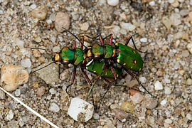 Cicindela campestris