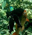 A parrotfish being cleaned by Hawaiian cleaner wrasses (Labroides phthirophagus) (photographed in 2005 in Hawaii)
