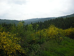 Genêt à balais, col de Saales.