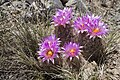 Pelecyphora vivipara in southwestern foothills of Sierra Blanca, north of Cat Mountain, Otero County, New Mexico.