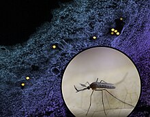 A Culex mosquito (foreground/bottom right) and a transmission electron micrograph showing West Nile virus particles (colorized yellow) within an infected cell
