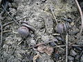 Two nearly ripe seed pods