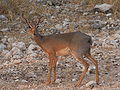 M. k. damarensis female, Etosha National Park, Namibia