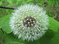 Dandelion clock