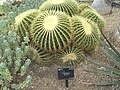 A Barrel Cactus