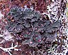 Leafy blue-green lichen and reddish liverwort growing on tree