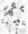 Details of Eucalyptus patens from Eucalyptographia. A descriptive atlas (1879)