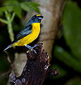 Euphonia chalybea