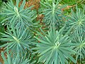 Euphorbia characias