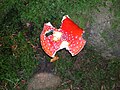 The Fly Agaric (Amanita muscaria) at Giffordland, damaged by slugs.