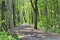 Chemin forestier près du pavillon Gérard-Bisaillon