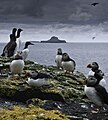 Image 2Puffins and guillemots on Lunga in the Treshnish Isles, with Bac Mòr (known as Dutchman's Cap for its distinctive shape) in the background Credit: Simaron