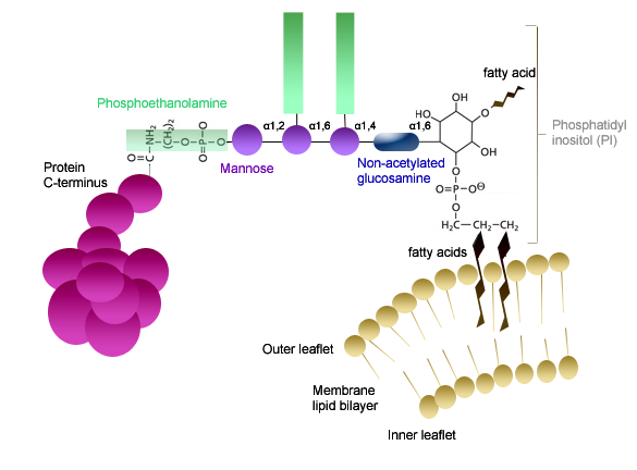 Datei:Glycophosphatidylinositol anchor.tif