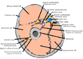 Cross-section through the middle of upper arm