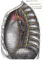 The sympathetic trunk (yellow) can be seen just lateral to the vertebral column.