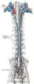 The thoracic and right lymphatic ducts.