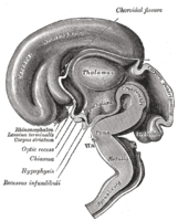 妊娠三か月のヒト胎児脳の矢状断面図。視床下部（Hypothalamus）は中央部付近に見える。