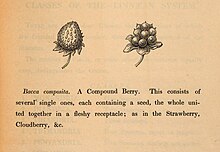 Black and white drawing of strawberry and cloudberry