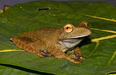 Description de l'image Hypsiboas boans.jpg.