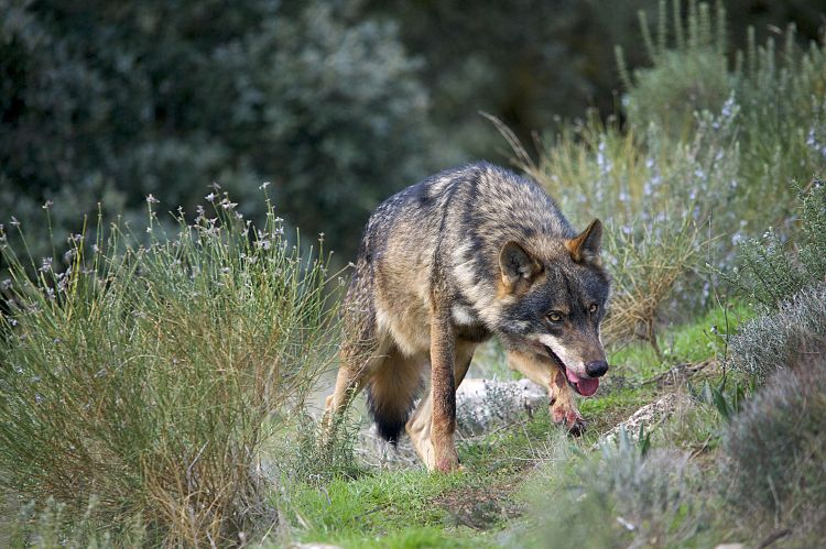 Альфа-самец иберийского волка (Canis lupus signatus)