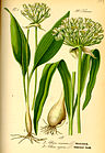 Лук медвежий (Allium ursinum L.)