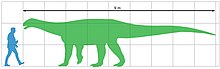 Ingentia : diagramme de taille en comparaison avec l'homme