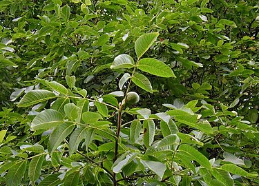 Foliage