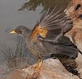 Adult showing grey flank (yellow in olive thrush)