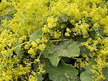 Lady's mantle