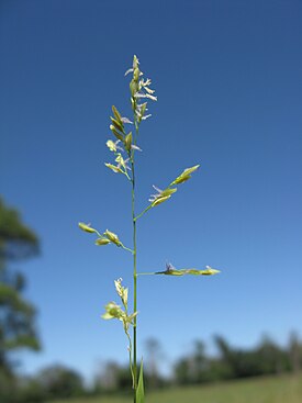 Леерсия шеститычинковая (Leersia hexandra)