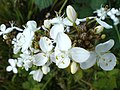 Либертия чилийская (Libertia chilensis)