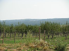 Orchard between Plopu and Gâlmeia