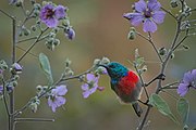 sunbird with green upperparts, red chest, and greyish-white underparts