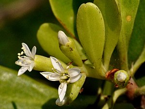 Lumnitzera racemosa, Indonesia