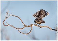 Description de l'image Mangrove fantail, Rhipidura phasiana.jpg.