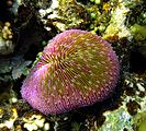 A short tentacle plate coral in [[Papua New Guinea