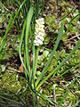 Muscari botryoides 'Album'